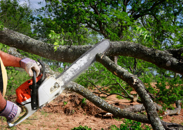 Best Tree Removal  in Newman, CA